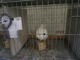 XIV Concurso Exposición de Palomas de Raza en Mula 2024